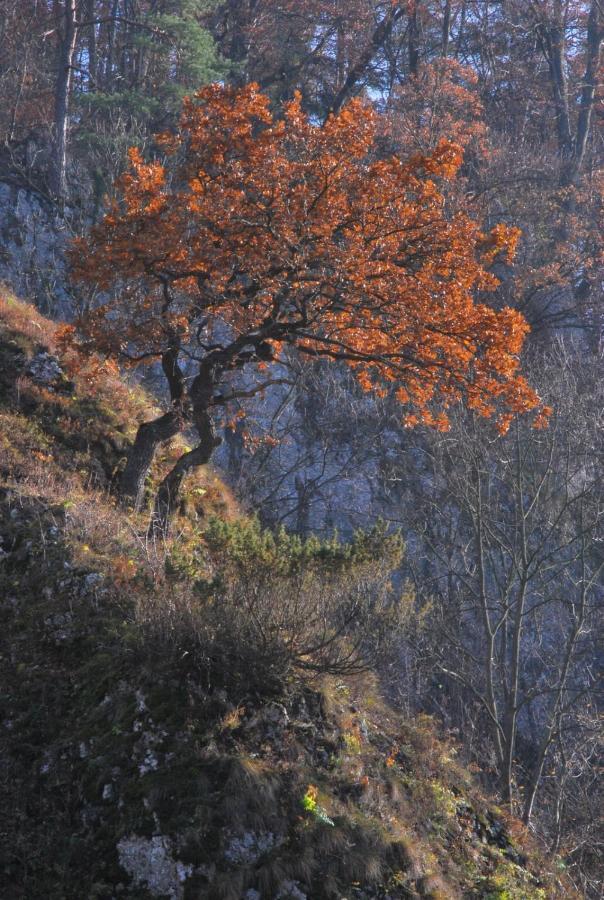 Pokoje Goscinne U Grazyny Ojcow Bagian luar foto